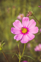 Obraz premium Beautiful Pink Flower close up