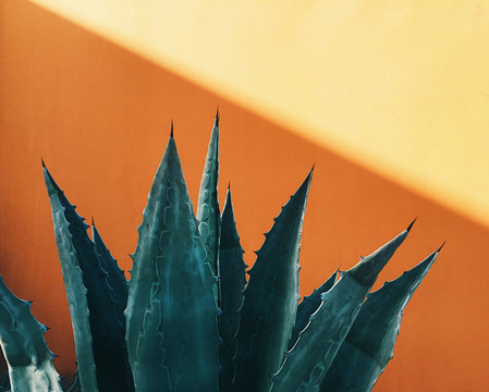 Agave Plant Against a Colorful Wall in Los Angeles, California.