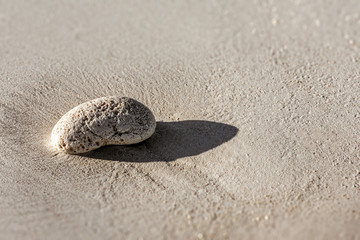 Peeble of dead coral