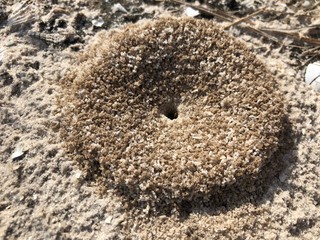 anthill opening in sand