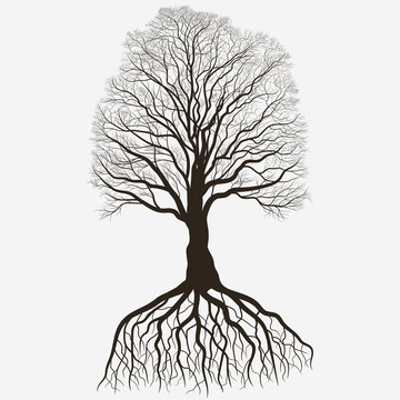 Tree Silhouette with root system . Black bare oak outline. Detailed image. Vector