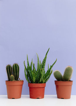 Cactus and Aloe Vera plants in front of a purple background