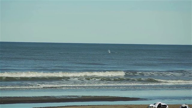 Whales on the beach of the Atlantic Ocean, in Argentina