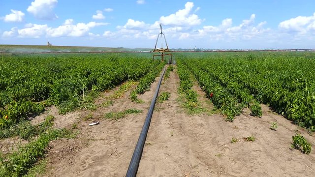 Irrigation of paprika field with typhon in summer.