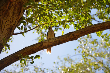 Bird singing in the tree