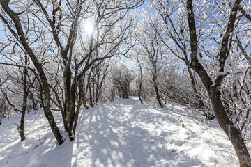 Winter landscape, covered by white snow at YongPyong Ski Resort, South Korea.