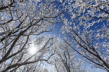 Winter landscape, covered by white snow at YongPyong Ski Resort, South Korea.