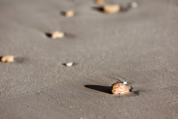 Seashell on the sand