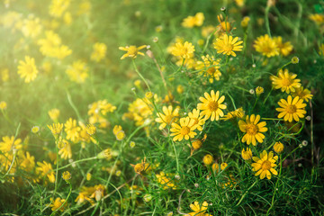 Beautiful Yellow Flower close up .