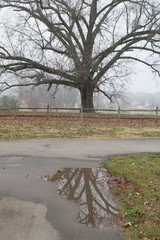 Fototapeta na wymiar Oak tree reflecting in water puddle