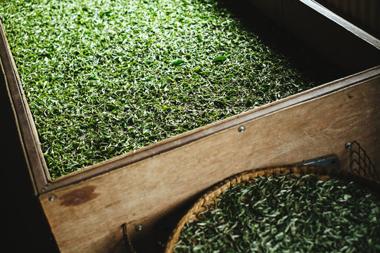 Withering tea leaves