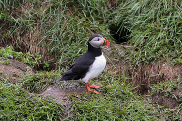 Puffin Standing
