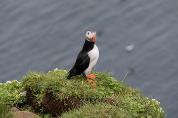 Puffin on grassy cliff