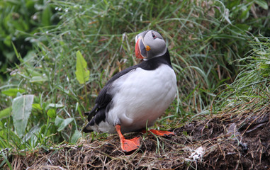 Puffin sliding on dirt