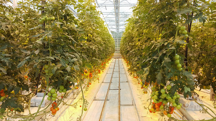 Obraz premium Tomatoes in Greenhouse