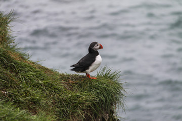 Puffin overlooking ocean