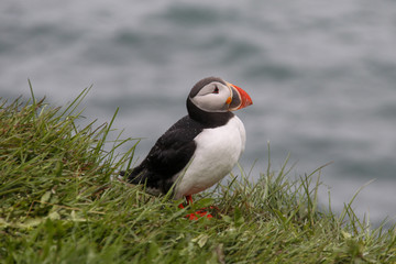 Puffin overlooking cliff 3