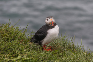 Puffin overlooking cliff 4