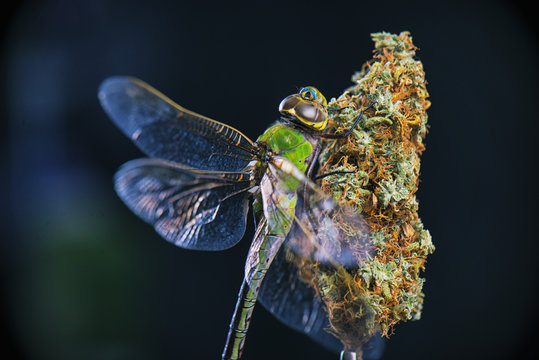 Macro detail of cannabis nugs and dragonfly isolated over black