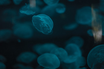 Fototapeta premium Blue Jellyfish