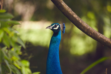 Obraz premium Peacocks