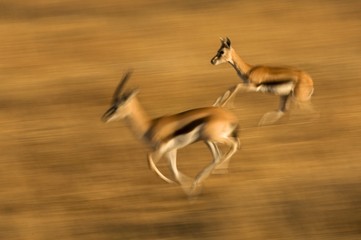Africa, East Africa, antelope running in grassland, blurred motion