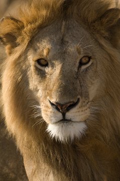 Africa, East Africa, lion, close-up