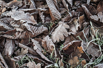 Frosty carpet of fallen leaves on the ground