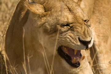 Africa, East Africa, lioness roaring, close-up
