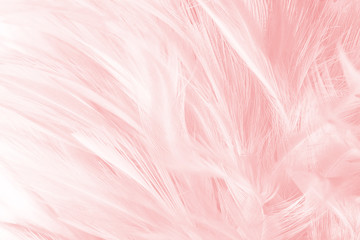 Coral Pink vintage color trends feather texture background - obrazy, fototapety, plakaty