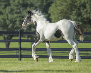 Obraz na płótnie Canvas Gypsy Vanner Horse weanling foal runs in paddock