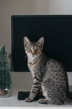 Little cat sitting on the desk near computer and small Christmas tree