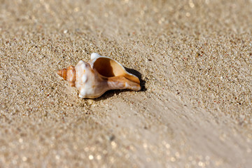 Seashell on the sand