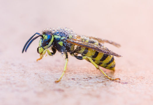 Wet wasp