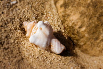 Seashell on the sand