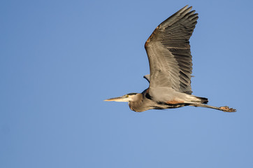 Great Blue Heron Flying in a Blue Sky