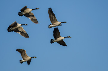 Obraz premium Flock of Canada Geese Flying in a Blue Sky