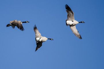 Canada Goose Flying Upside Down as The Flock Prepares to Land