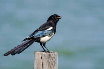 Black-Billed Magpie Perched on Wooden Fence Post