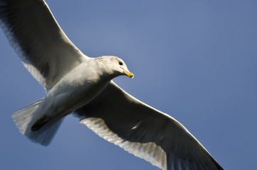 Ring-Billed Gull Flying in a Blue Sky