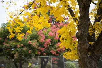 Colorful autumn leaves