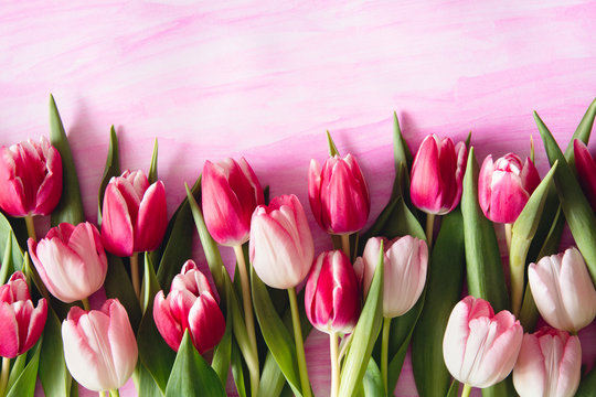 Pink shade tulips on watercolor background