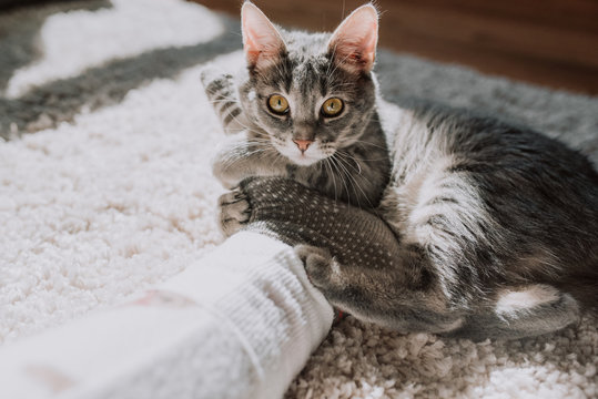 Kitty love