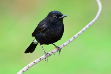 Pied Bushchat bird