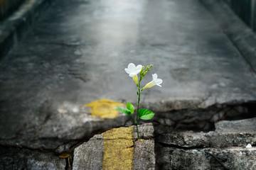 White flowers growing on crack street, soft focus, blank text