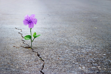 Purple flower growing on crack street, soft focus, blank text - obrazy, fototapety, plakaty