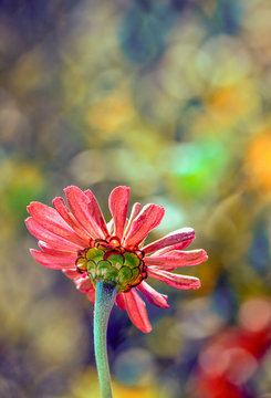 bokeh and daisy