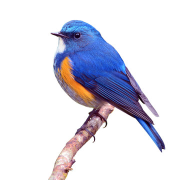 Orange-flanked Bush Robin Bird