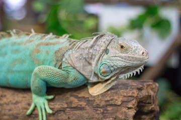 A lizard on the island,.chameleon.
