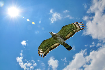 Oriental Honey Buzzard bird